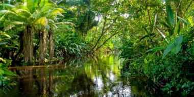 тропический лес амазонки