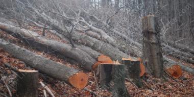 вырубка дерева