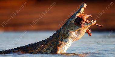 крокодил-убийца