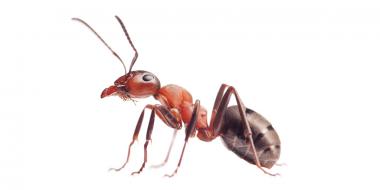 Фильмы ужасов про муравьев