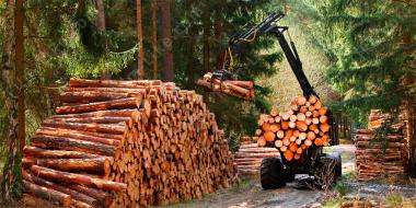 лесное хозяйство